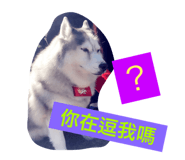 54684004
