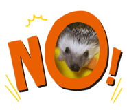 547209144