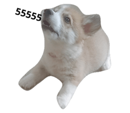 54798295