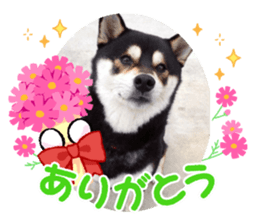 548567006
