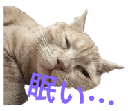 548881684