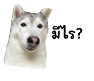 548960726