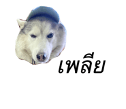 548960729
