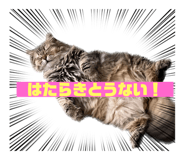 549202225
