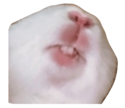 550146307