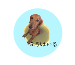 550259384