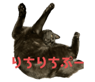 550446364