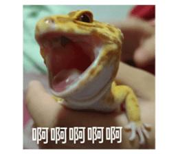 550708176