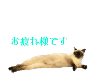 550890156