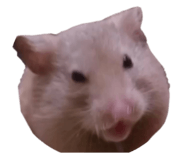 551146502
