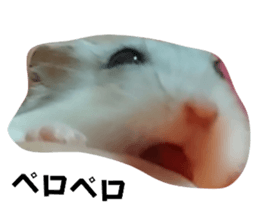551146517