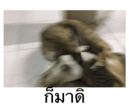 551495482
