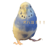 551566464
