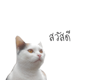 55210879