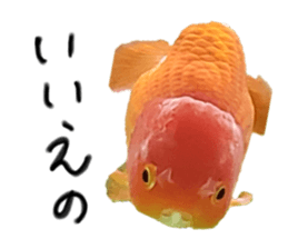 552230655