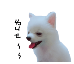 55227043