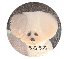 552396861