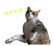 552493688