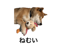 552558356