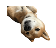 552558372