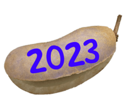 552572244