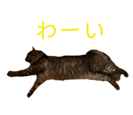 552657521