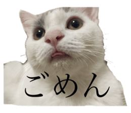 552846445