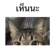 553067384