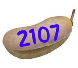 553151577