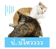 553444074