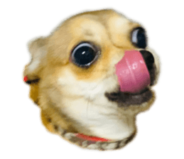 553512462