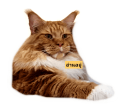 553523871