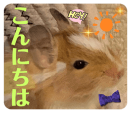 553813444