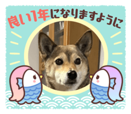 554279447