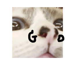 554457826