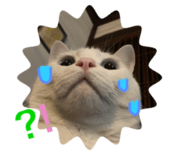 554466338