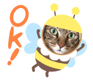 554520889