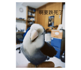 554526493