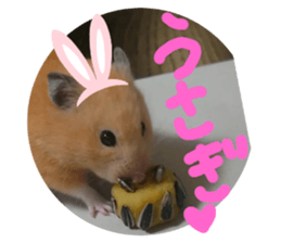 554526899