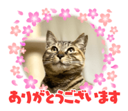 554537333