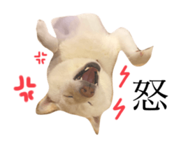554919932