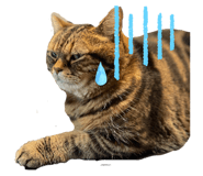 554933731