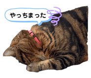 554933738