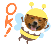 554962753