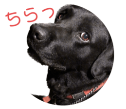 554988927