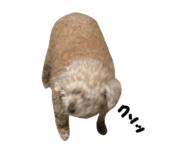 555012947