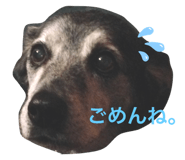 555156504