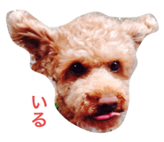 555156515