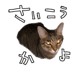 555273008