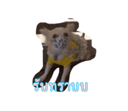 555287461